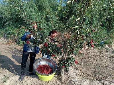 國(guó)網(wǎng)劉家峽水電廠：企業(yè)賦能振興  花椒飄香山梁