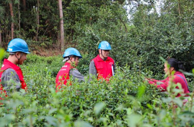 酉陽(yáng)宜居茶飄香 電力護(hù)航產(chǎn)業(yè)興